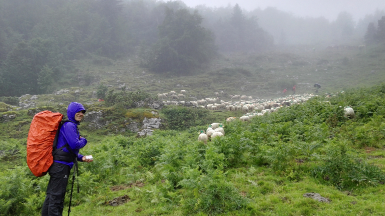 Transhumance sur la Route des Fromages à vélo