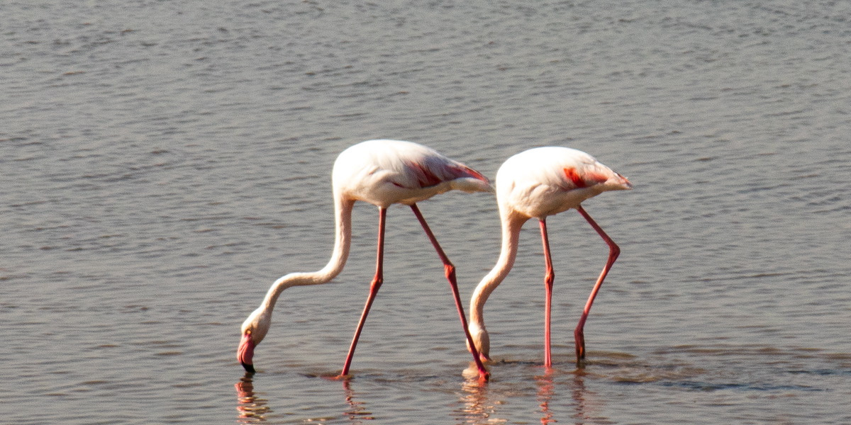 Flamants rose sur l'EuroVelo 8 - Un Monde à Vélo