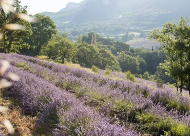 Paysage et lavande