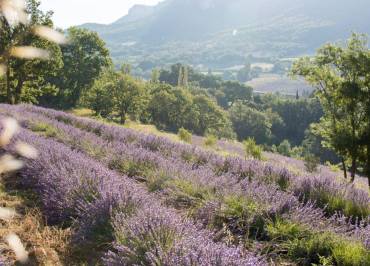 Paysage et lavande