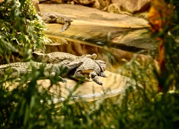 La Ferme aux Crocodiles