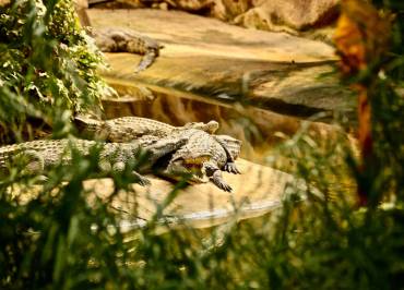 La Ferme aux Crocodiles