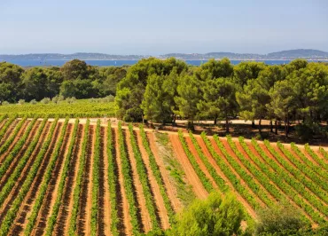 Vignes Figuière