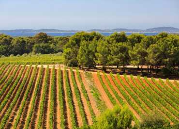 Vignes Figuière