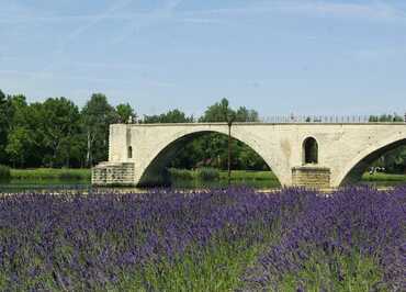 Lavandes au pied du Pont d'Avignon