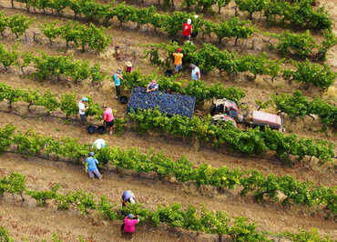 Cave des Vignerons Londais