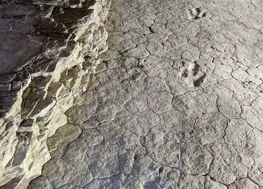 Dinoplagne - trace du théropode Maxime