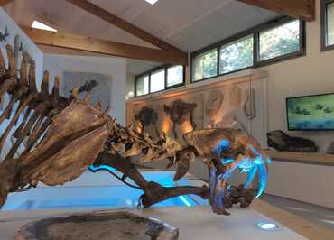 Muséum de l'Ardèche : fossiles et dinosaures
