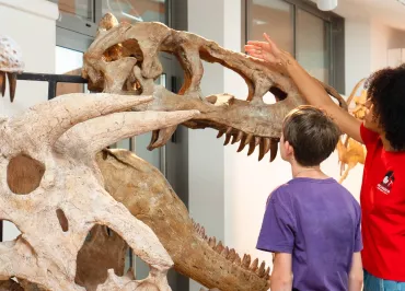Muséum de l'Ardèche : fossiles et dinosaures