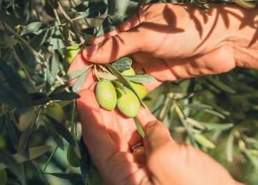 ©Baptiste Hamousin / Osez l'agriculture en Occitanie, CRA Occitanie