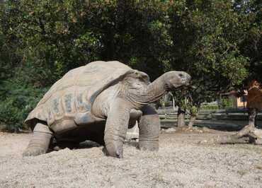 La Tortue Géante des Seychelles