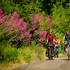 La Vélobuissonnière