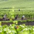 Le Tour de Bourgogne à vélo Le Tour de Bourgogne à vélo