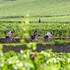 Le Tour de Bourgogne à vélo