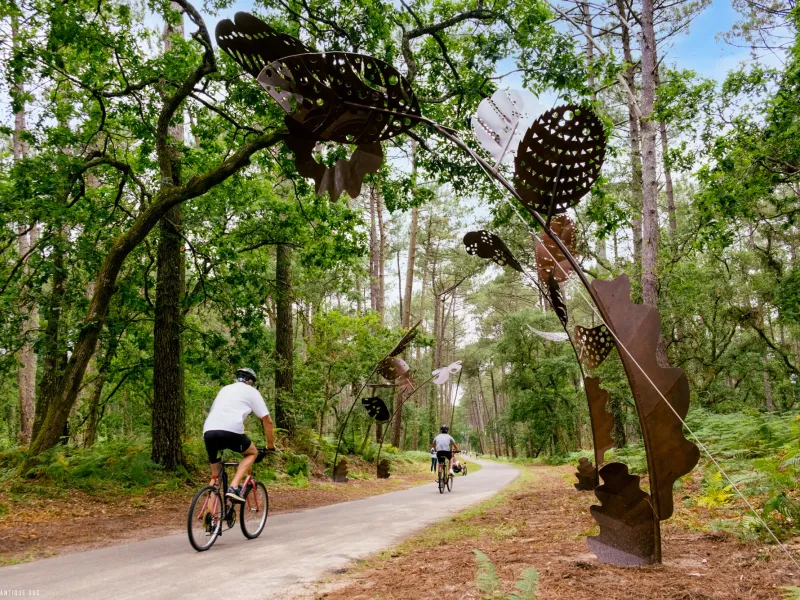 Boucle sous les pins landais