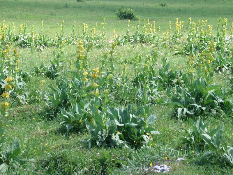 Plateau de la Maîche