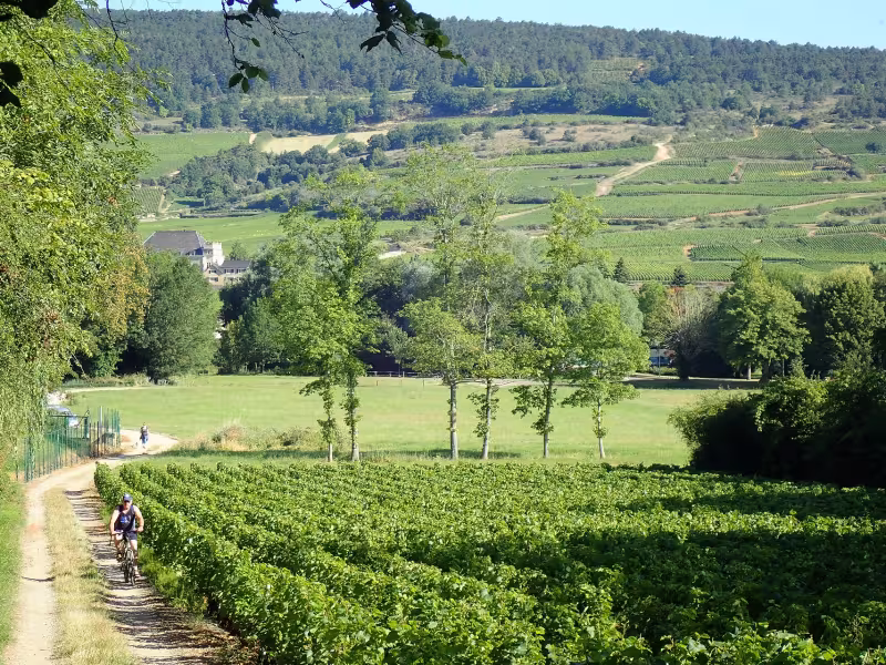 Vignoble de la Côte Chalonnaise