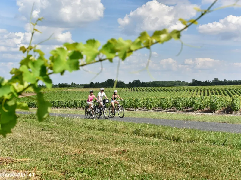 Balade à vélo dans les vignes vers Faverolles-sur-cher