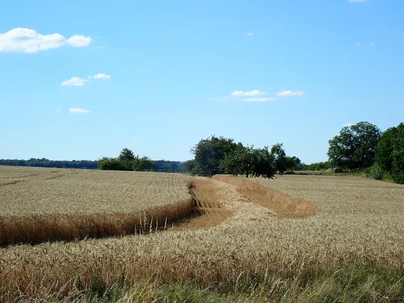Champ de blé en Côte d'Or
