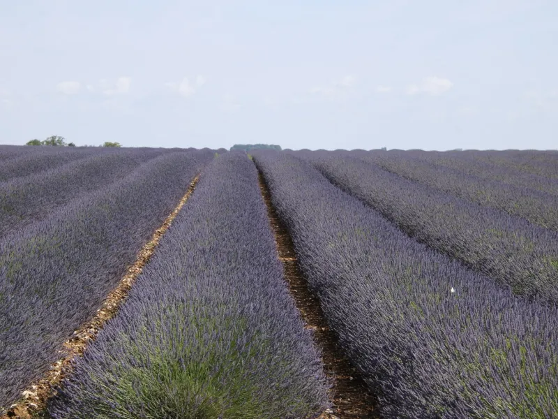 Champ de lavande - Pays Dunois