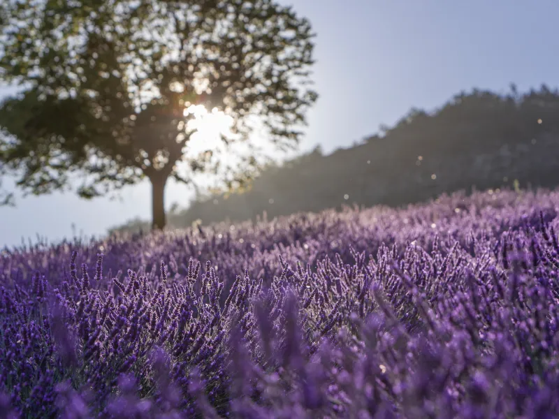 Arbre et lavande 
