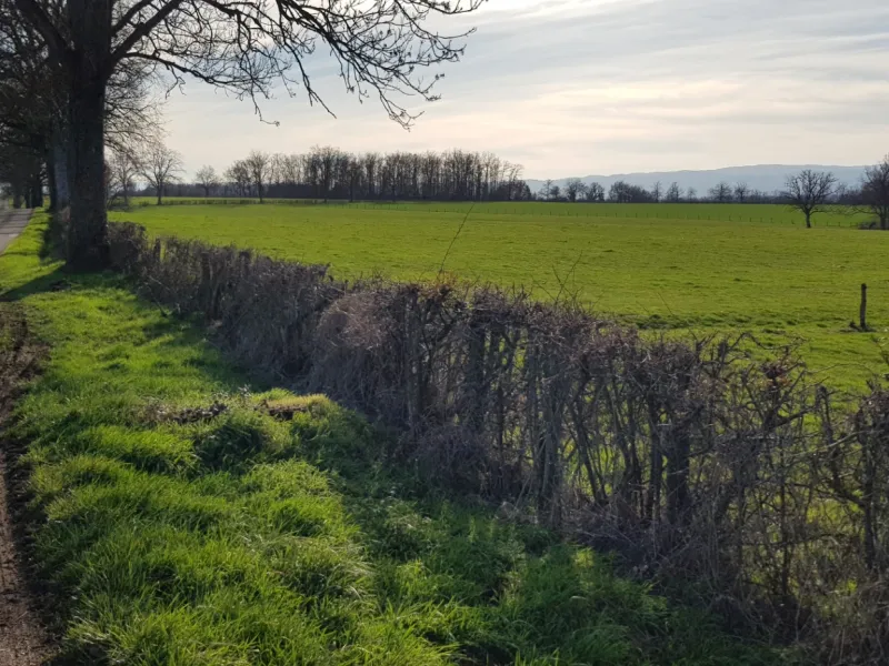 Route dans le bocage entre Pouilly-sur-Charlieu et Grand Couverte
