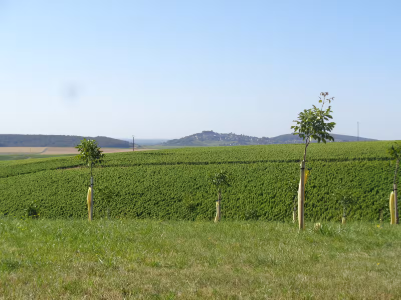 Noyers et vignes vers Ste Gemme