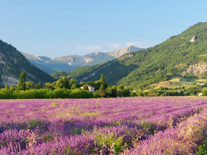 Champ de lavande du diois