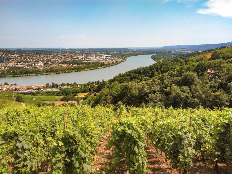Dans les vignes à VTT avant l'arrivée à Condrieu