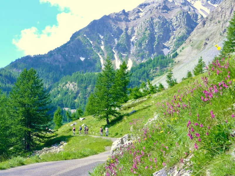 Pelouse alpine et mélèzes accompagnent les cyclistes