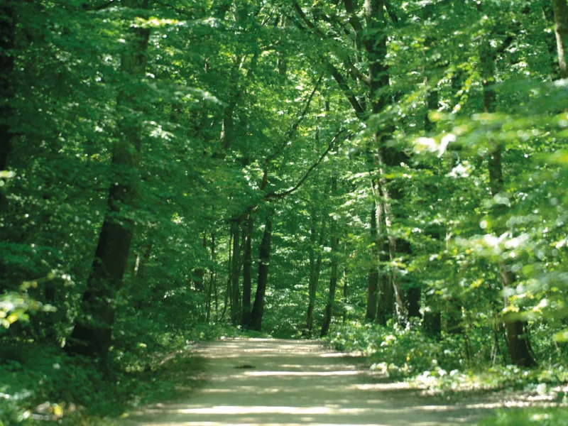 Balade à vélo à travers la forêt de Lespinasse