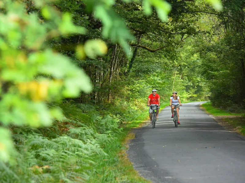 Dans la forêt à Sully-la-Chapelle