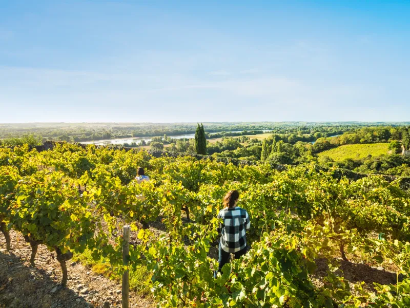 Vendanges au domaine du Château d'Épiré - Savennières