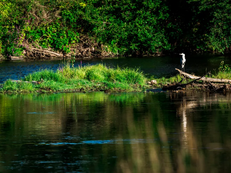 Héron au bord de l'Allier à Joze