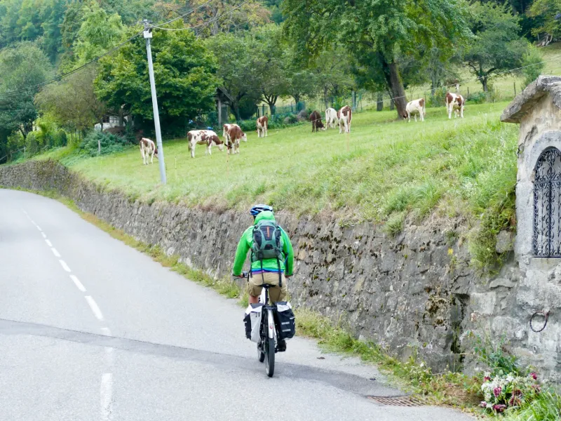 Pédaler dans une ambiance d'alpage avec des vaches sur les routes du chablais