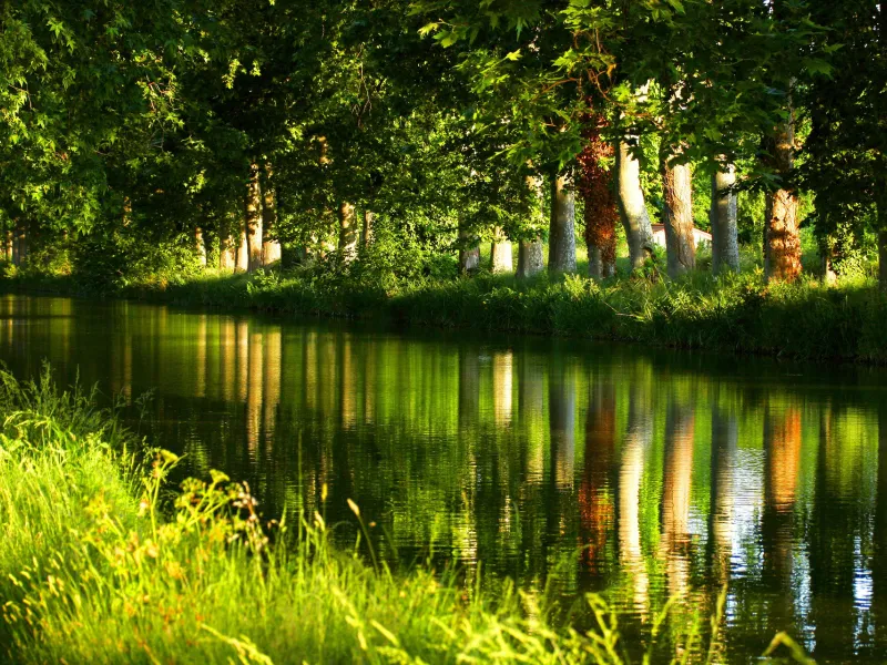 Le Canal du Midi et ses platanes