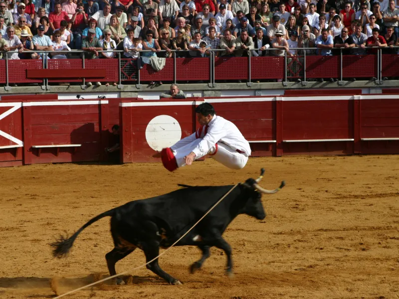 Les courses landaises : un sport traditionnel pratiqué dans les arènes