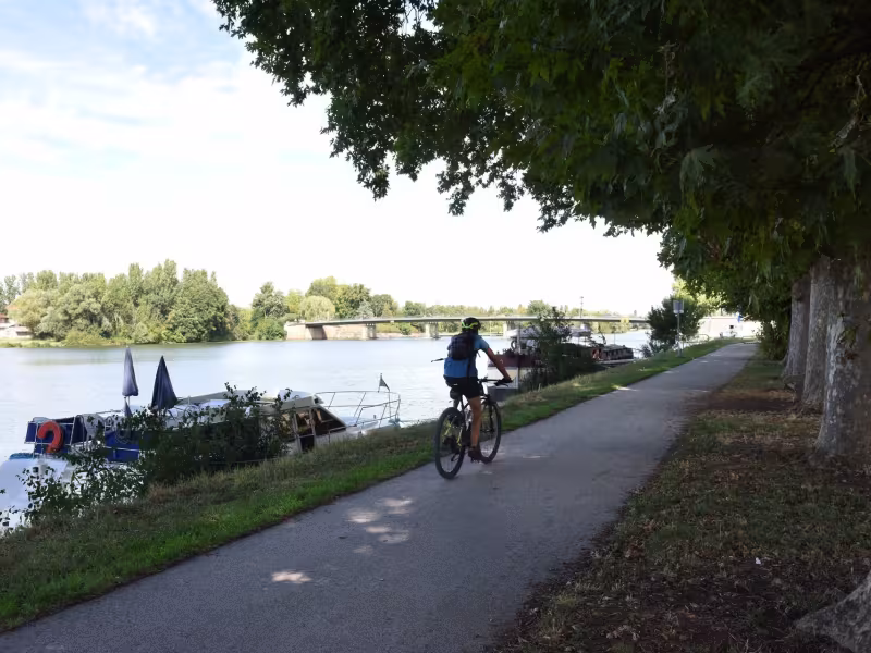 Cycliste à l'ombre de platanes du canal 