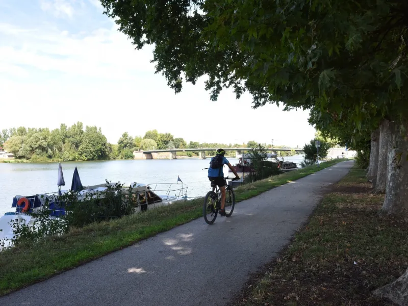 Cycliste à l'ombre de platanes du canal