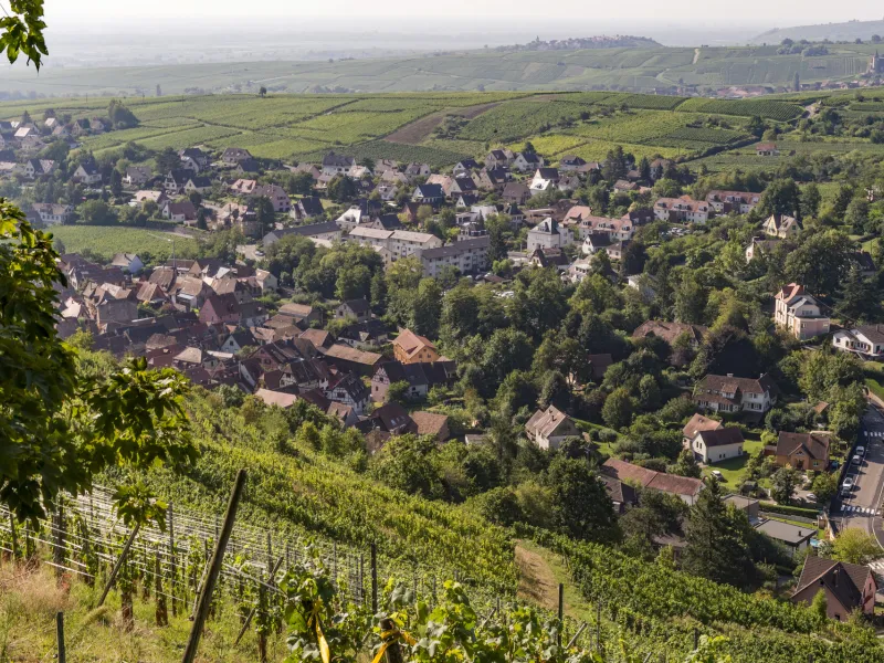 Panorama sur la Véloroute du Vignoble / EuroVelo 5