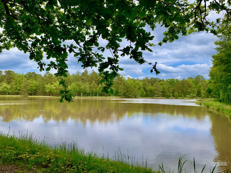 Etang de de la Chaux à Nançay