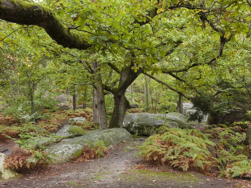 Forêt de Fontainebleau