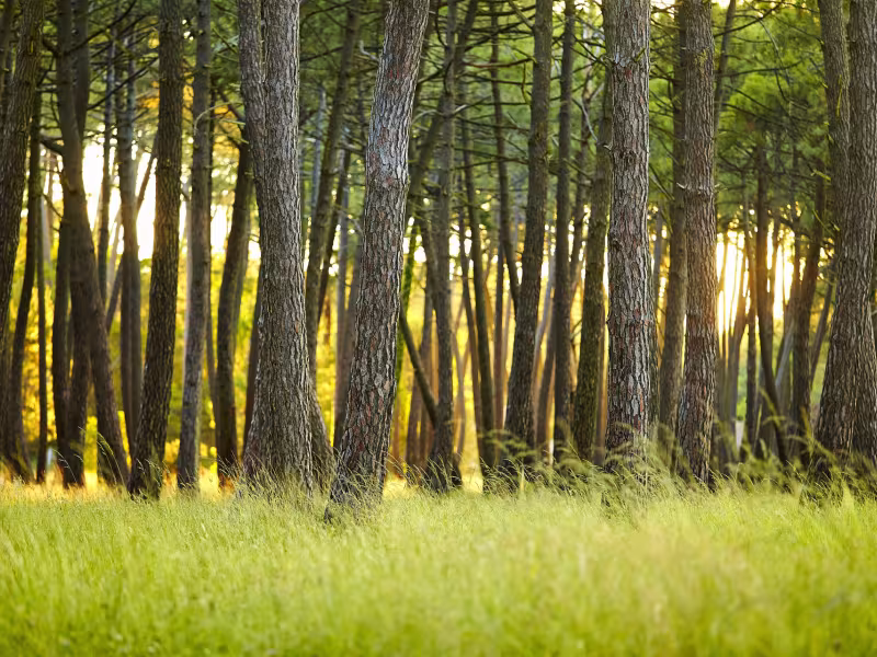 Vélo dans la Forêt des Landes - Parentis-en-Born