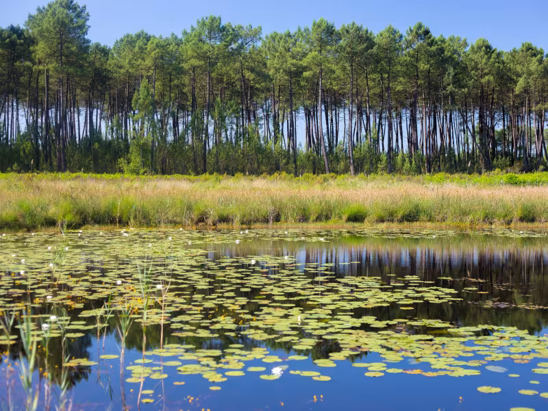 Etang du côté d'Hostens