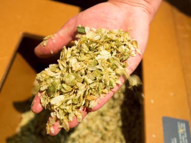 Houblon du musée de la bière à Stenay