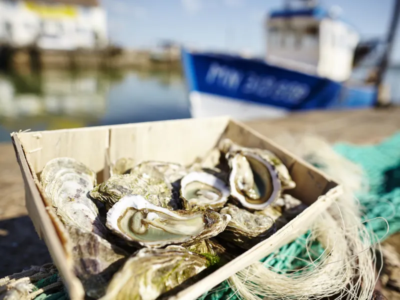 Dégustation d'huîtres fraîches de l'Océan Atlantique