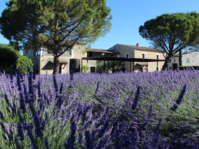 Le jardin et le musée de la lavande à Coustellet