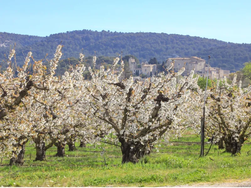 Lagnes arbres fruitiers