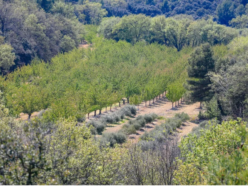Arboriculture près de Lagnes
