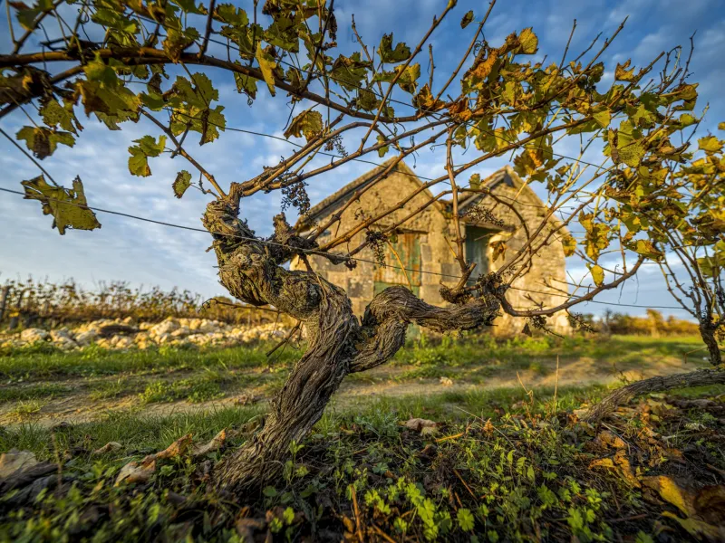 Loge de vigne en automne